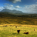 Calves Near Loch Thùrnaig