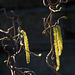 20140310 0735VRAw [D-E] Korkenzieherhasel (Corylus avellana Contorta), Gruga-Park, Essen