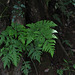 20111003-8131 Tectaria coadunata (Wall. ex Hook. & Grev.) C. Chr.