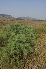 20120202-1972 Tamarix ericoides Rottler & Willd.