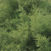 20120202-1973 Tamarix ericoides Rottler & Willd.