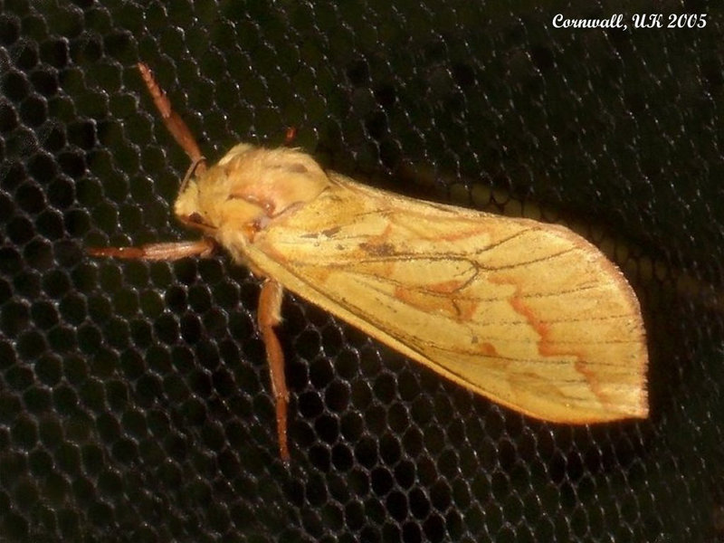 0014 Hepialus humuli (Ghost Moth [Swift])