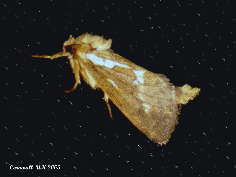 0017 Hepialus lupulinus (Common Swift)