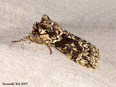 1660 Polyploca ridens (Frosted Green)