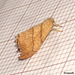 1645 Falcaria lacertinaria (Scalloped Hook-tip)