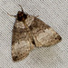 1657 Ochropacha duplaris (Common Lutestring)
