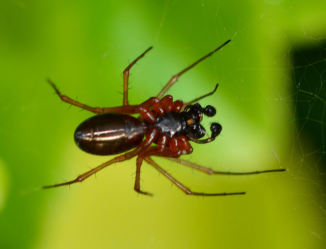 Dwarf Spider, Linyphiidae