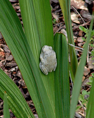 Tree frog (gray)