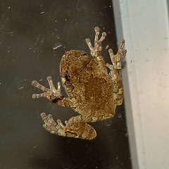 Tree frog (brown)