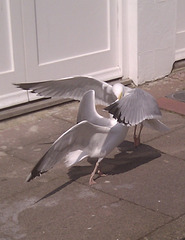 Combat gulls