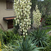 Palmlilie oder Yucca.  ©UdoSm