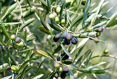 Oliven noch vor der Reife.  ©UdoSm