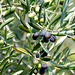 Oliven noch vor der Reife.  ©UdoSm