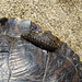 Leech on a turtle