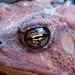 Eye of the Toad