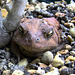 Toad Portrait