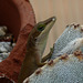 Green Anole - Turned brown