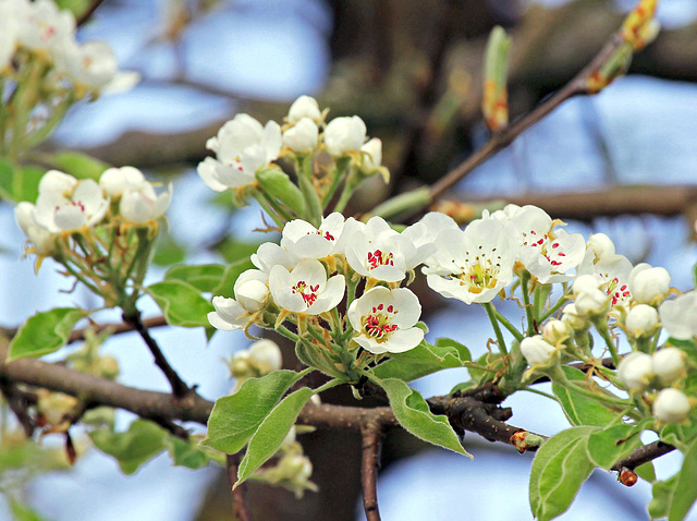 Birnbaum-Blüten