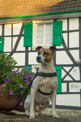 Jack Russell Terrier Rico DSC02499