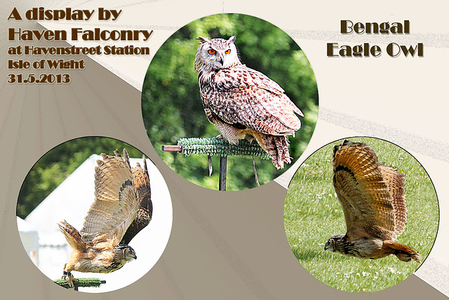 Bengal Eagle Owl - Havenstreet Station - Isle of Wight - 31.5.2013