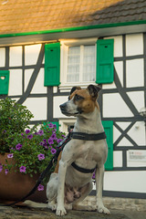 Jack Russell Terrier Rico DSC02498