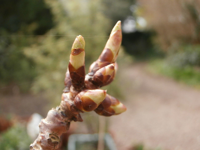 The buds of my cherry blossom