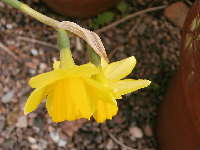 A two headed daffodil