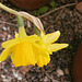 A two headed daffodil