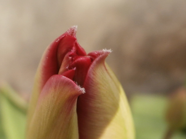 Tulip still not opening up.....