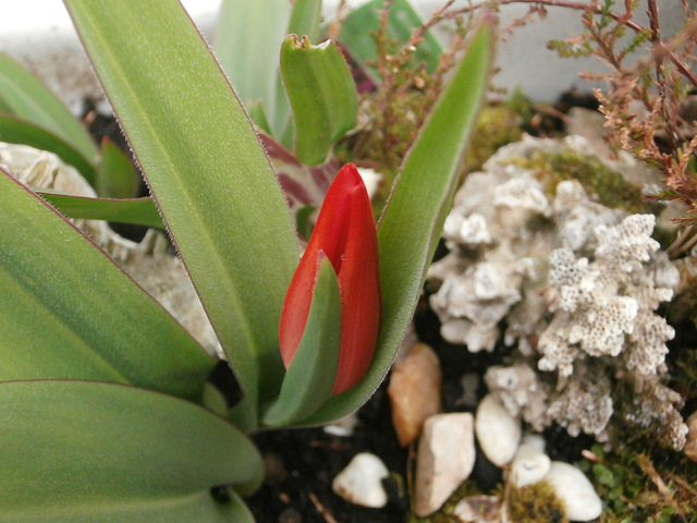 A miniature tulip