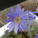 A tiny pale blue flower