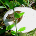 Toad on a Toadstool (Detail)