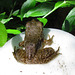 Toad on a Toadstool - Rear View