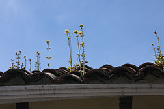 Roof top garden