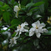 20100701-0625 Gardenia jasminoides J.Ellis
