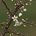 Blackthorn (Sloe) blossom