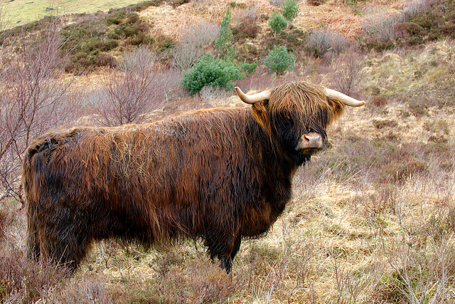 Another "Muckle Coo"
