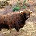 Another "Muckle Coo"
