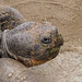 Galapagos Tortoise Portrait