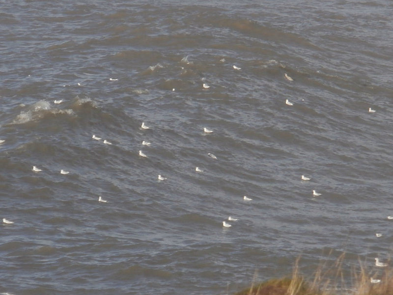 The wind was too strong for the gulls so they decided to swim instead.