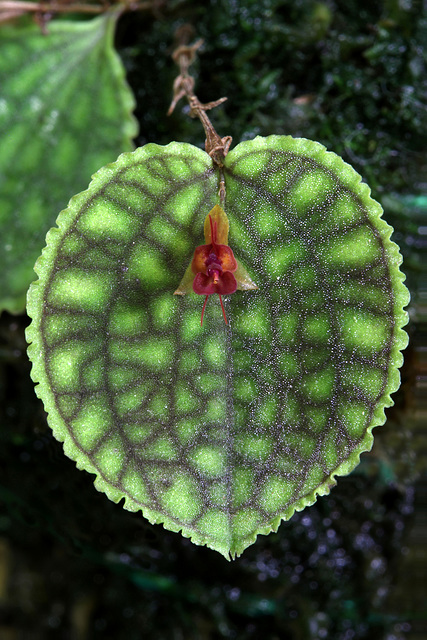 Lepanthes calodictyon Lepanthes calodictyon