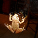 Tree Frog Reflected