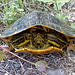 Turtle Road Rescue