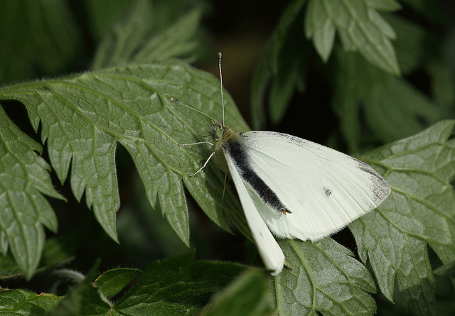 Small White (Pieris rapae) butterfly