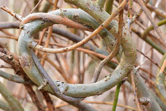 Tied in Knots. Willow hedge.