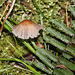 Fern and mushroom