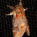 2000 Notodonta dromedarius (Iron Prominent)