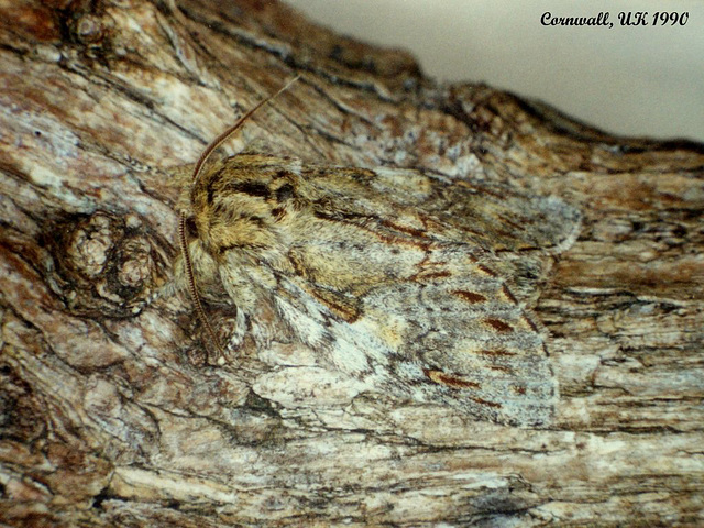 2005 Peridea anceps (Great Prominent) Camouflage