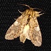 2005 Peridea anceps (Great Prominent)