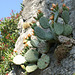 Kaktusfeige in der Blüte. ©UdoSm